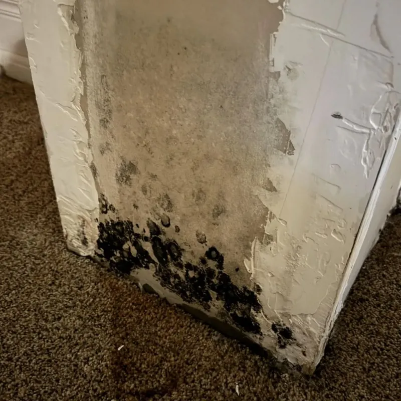 Professional Mold Removal in Crossville, AL